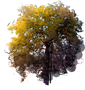 Red Oak